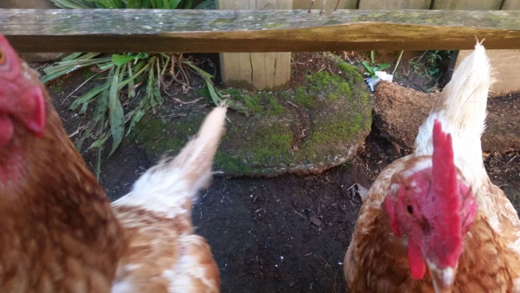 Chicken Erosion