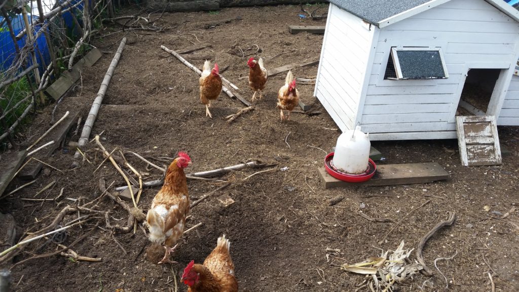 Our Chicken Pen Now