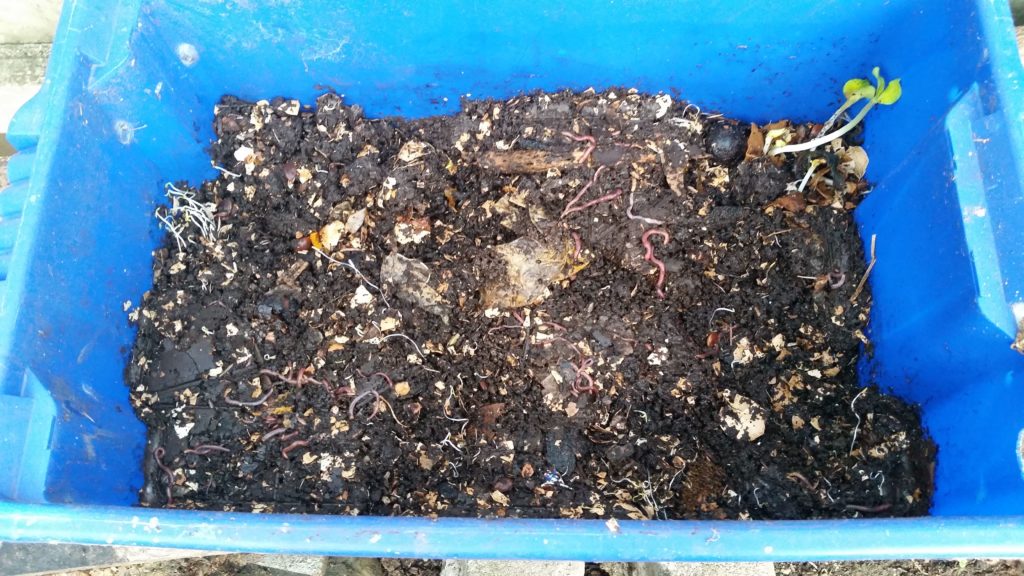 Selling Worms For Profit(A Simple MicroBusiness) Dynastus